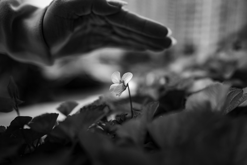 χέρι προστατεύει ένα νεο-ανθισμένο λουλούδι