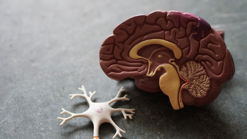 μοντέλο εγκεφάλου και νευρώνα
