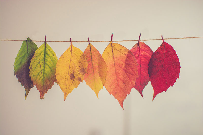 φύλλα δέντρου σε διάφορα χρώματα που συμβολίζουν την αλλαγή