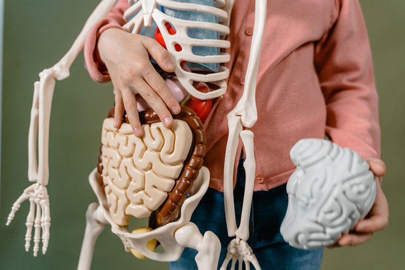 άτομο κρατάει στα χέρια του ένα ανατομικό ανθρώπινο σκελετό