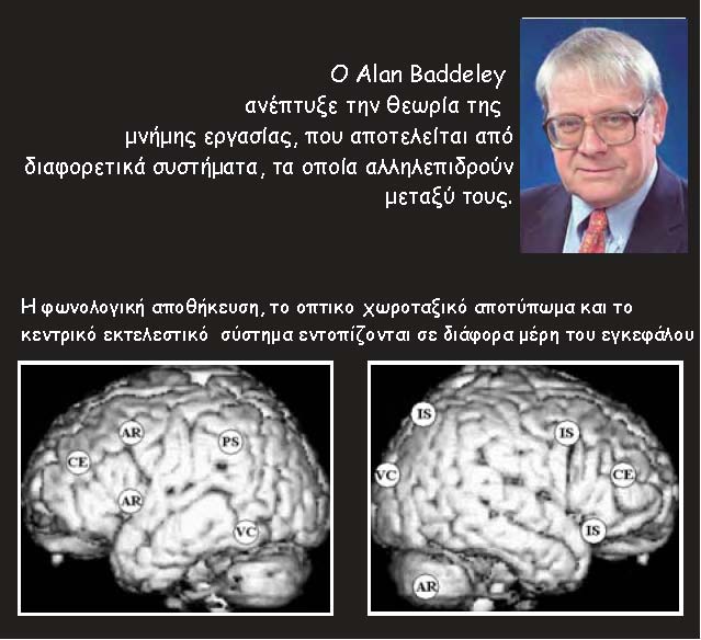brain scie 12