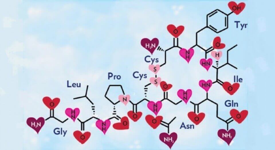 σχεδιάγραμμα ορμονών με την ωκυτοκίνη την ορμόνη της αγάπης να ενισχύει την κοινωνικότητα