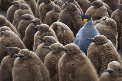 ενήλικος πιγκουίνος ανάμεσα σε νεογνούς