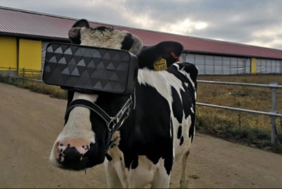 αγελάδες με γυαλιά VR για την καταπολέμηση του άγχους